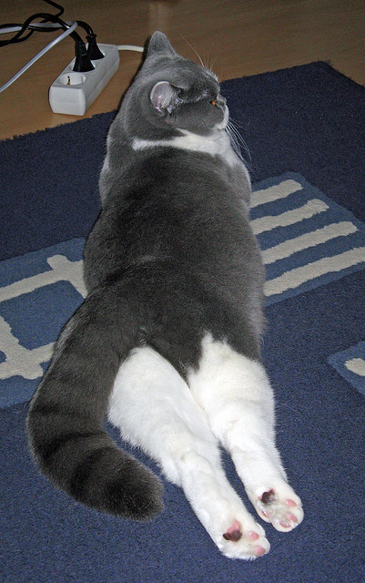 pg电子试玩网-西亚卡姆教科书级表现击溃太阳，技术全面性成当代锋线典范