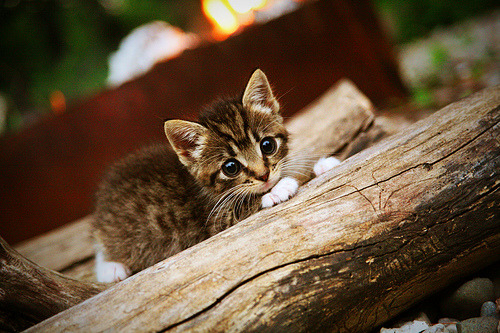 压哨绝杀！武切维奇孤胆救主，猛龙逆袭火箭惊险过关