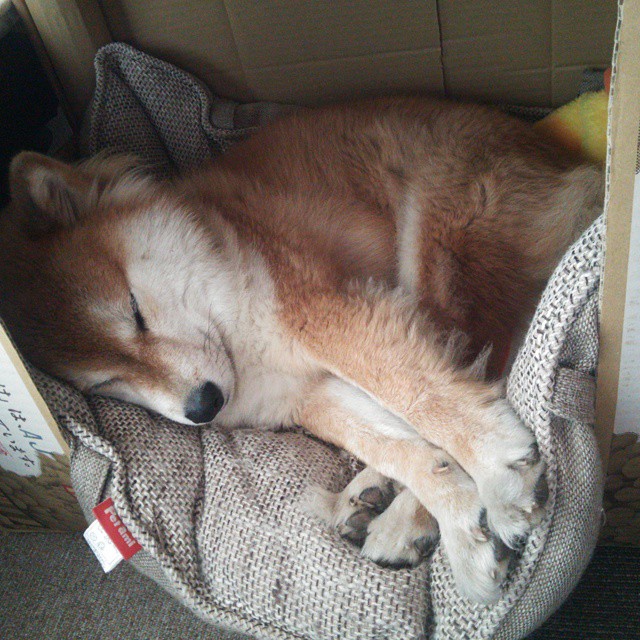 拉文爆发率队狂胜，爵士连续得分潮压制凯尔特人