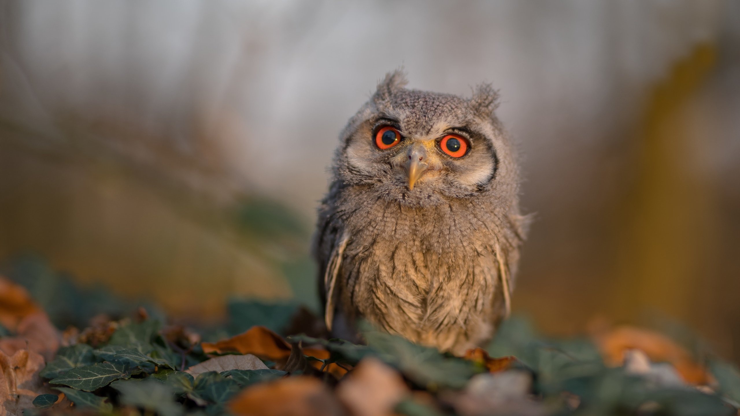 pg电子游戏-节奏为刃，利剑封喉，快船如何以慢制快，利拉德如何定义关键先生