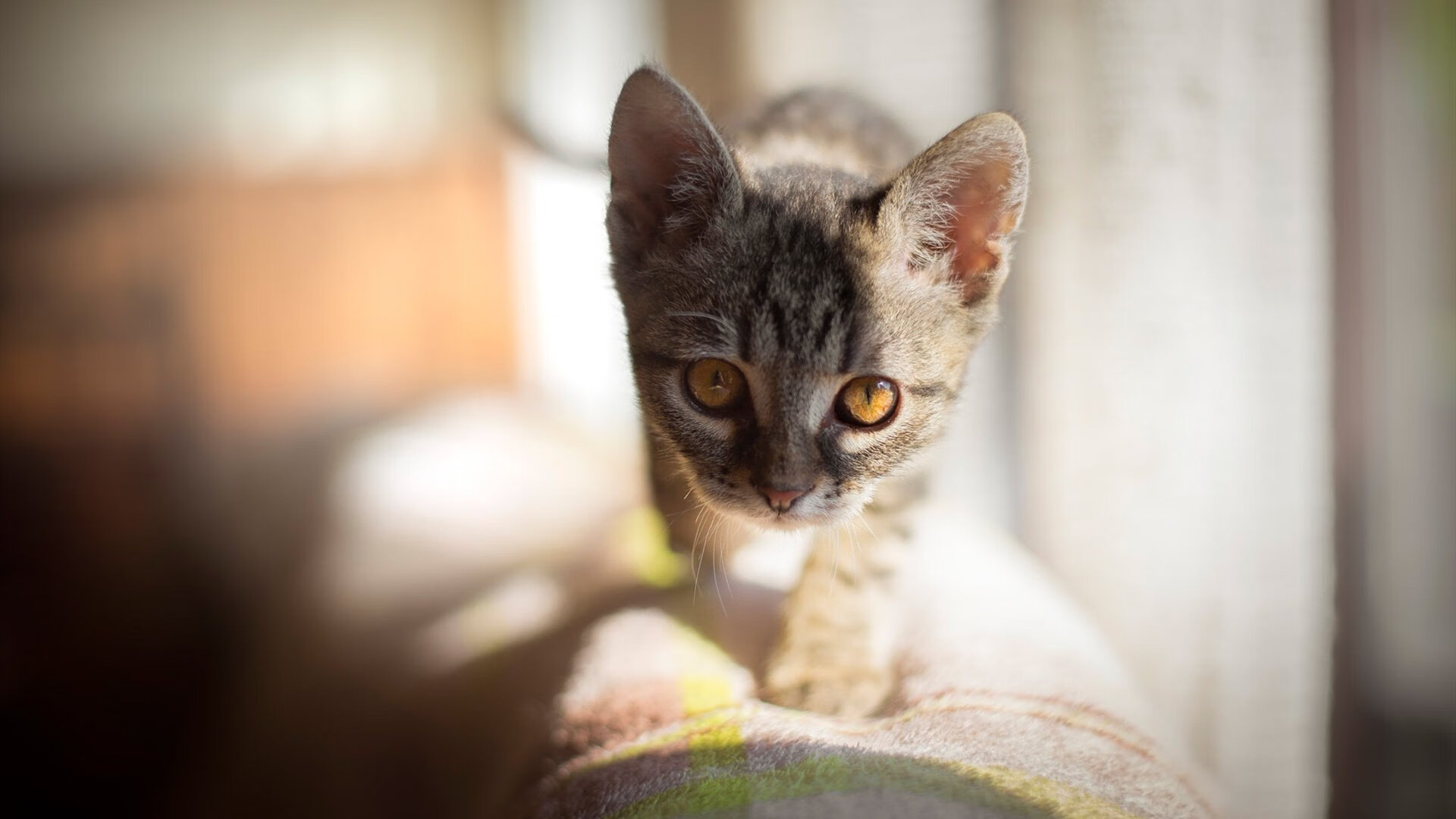 塞维利亚对阵卡塔尔，库尔图瓦硬仗之王的传奇之战