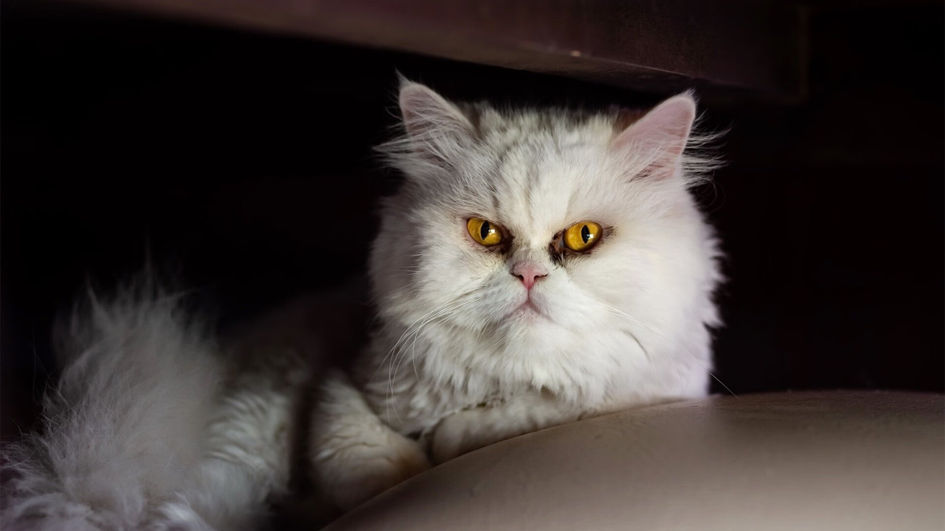 pg电子下载-烽火连营，美加墨世界杯之夜，德罗赞疾风骤雨拉开死神差距