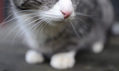 今夜，他沸腾伯纳乌，卡瓦哈尔的淬火之战