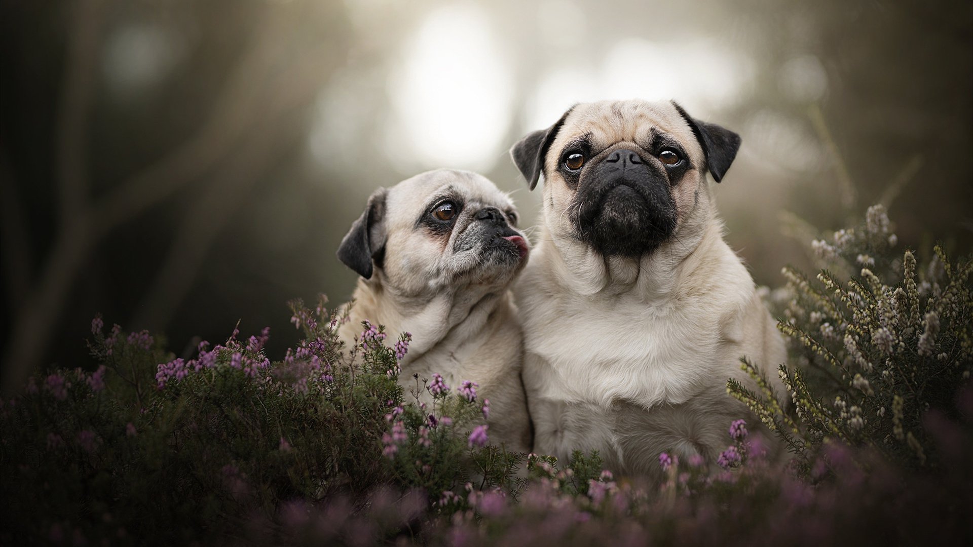 努涅斯跨界接管比赛，安菲尔德的篮球之夜与足球狂想