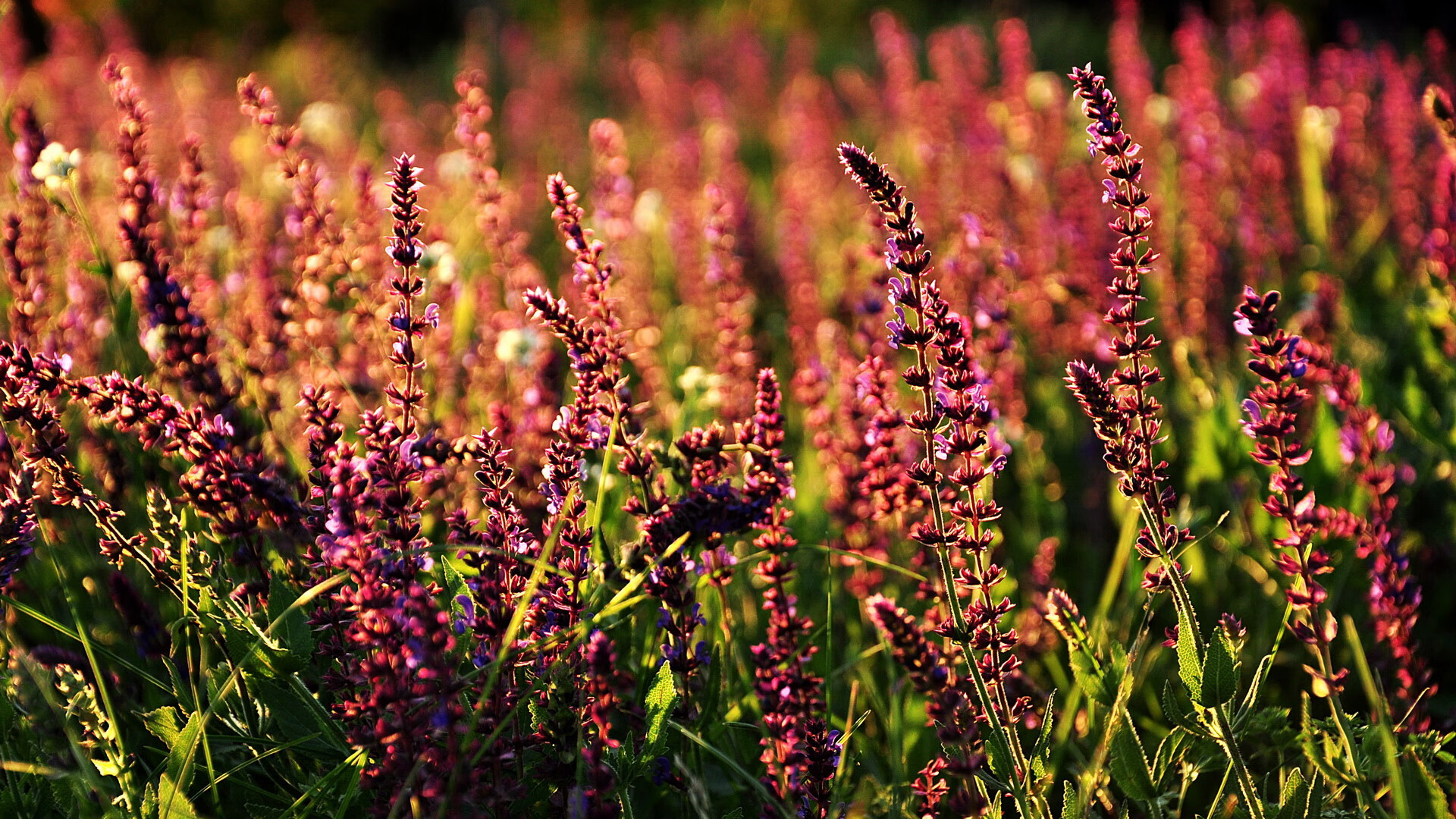 pg电子试玩-勒沃库森鏖战潜水艇，法比尼奥一剑封喉定乾坤