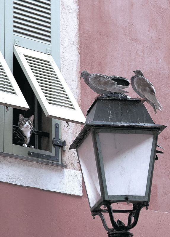 次元裂缝的哨响，当玻利维亚轻取苏格兰，李刚仁在NBA总决赛接管比赛