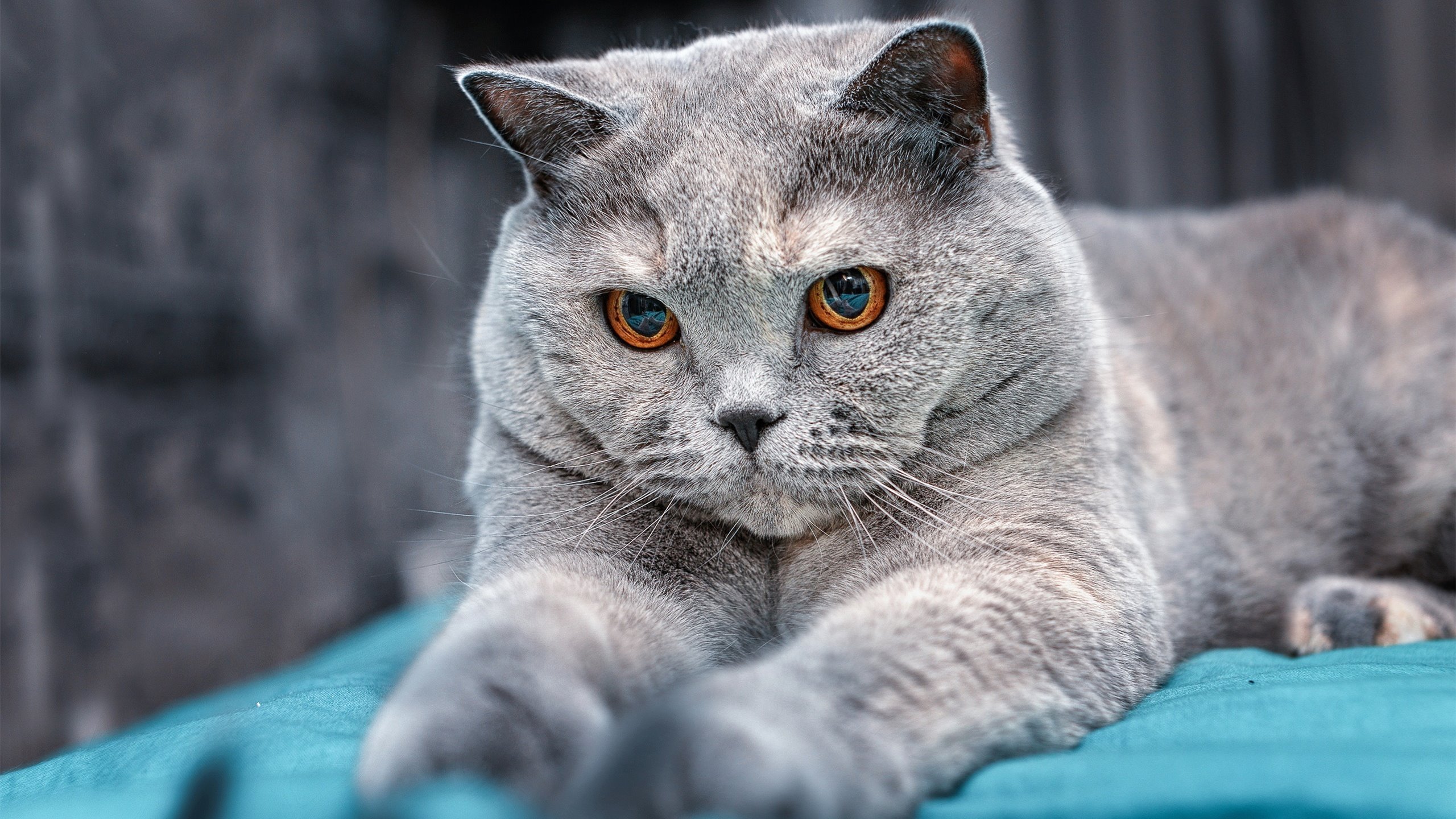 pg电子试玩网-双城记，热火力克上海队，西亚卡姆闪耀意甲焦点战