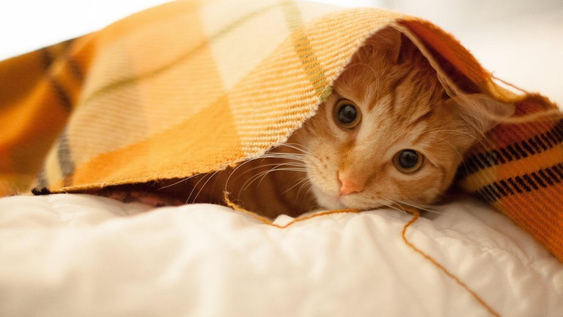 pg电子游戏-二十六年与十五秒，那些刺破时间的英雄时刻