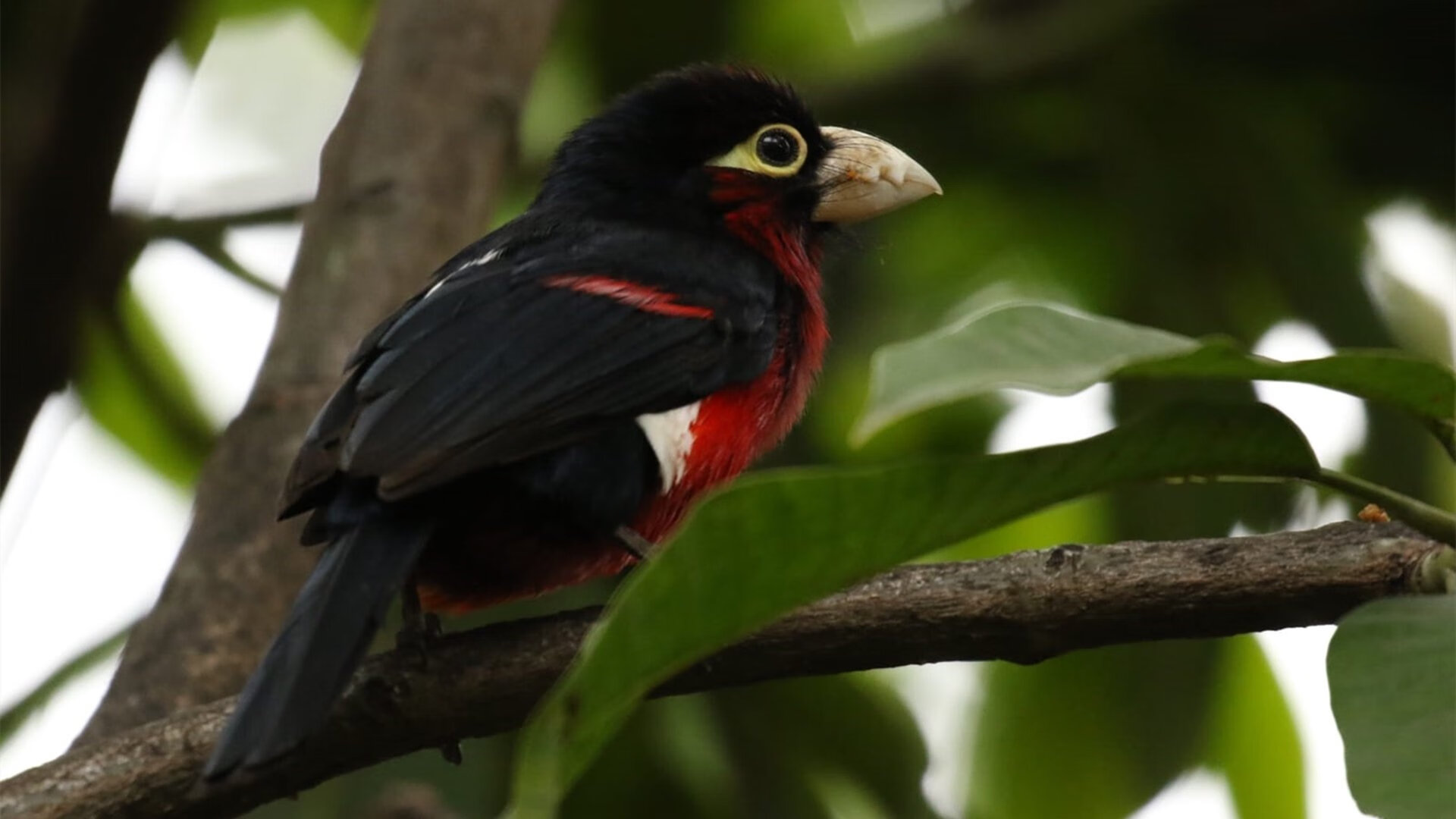 pg电子官网-体育狂想曲，苏格兰威震威尔士，黄喜灿闪耀NBA总决赛