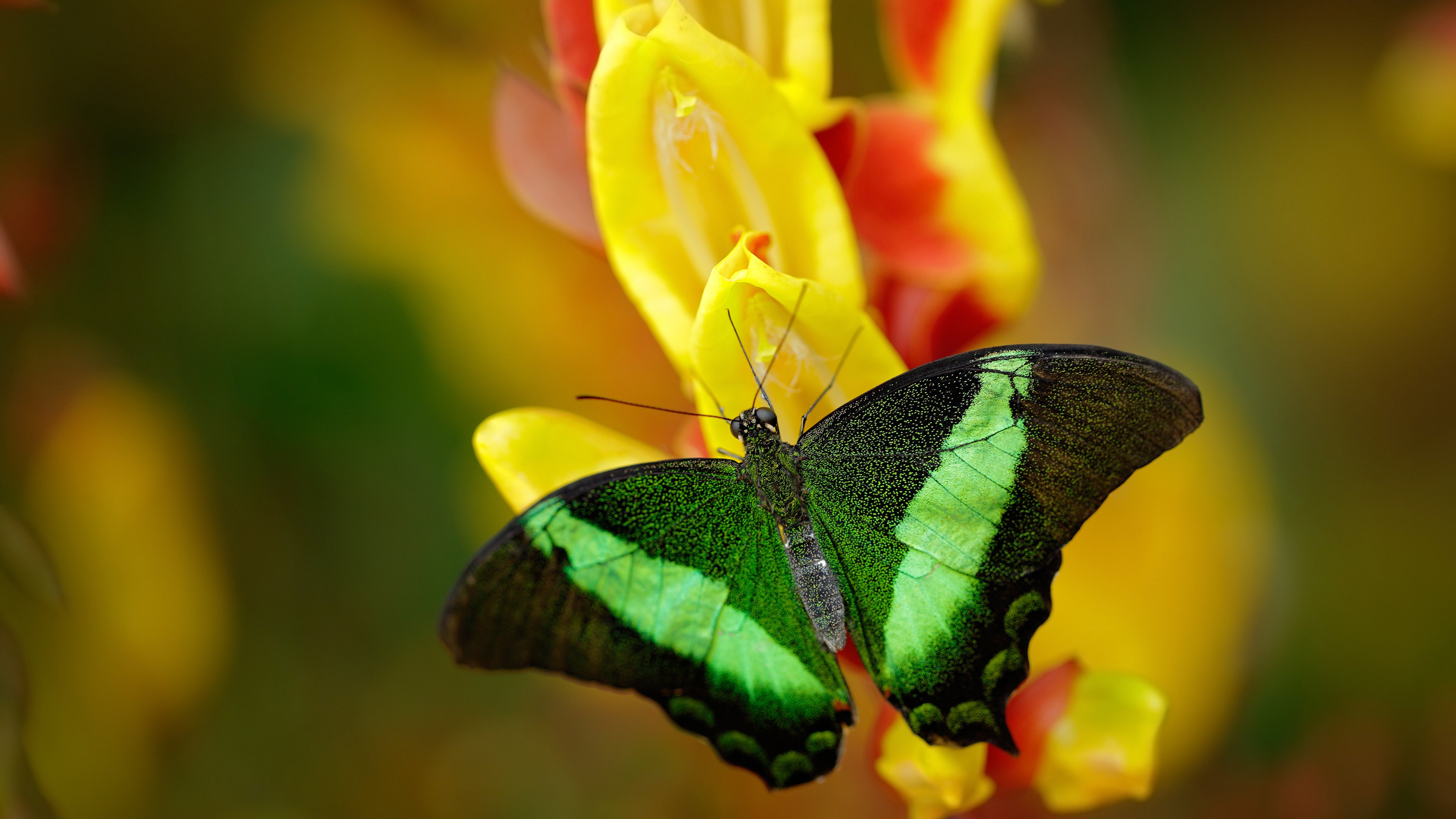 世界杯魅影，黄喜灿的美加之夜惊艳四座