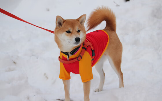 -双线史诗，鹈鹕血拼奇才之夜，哈利伯顿欧冠半决赛的神奇接管