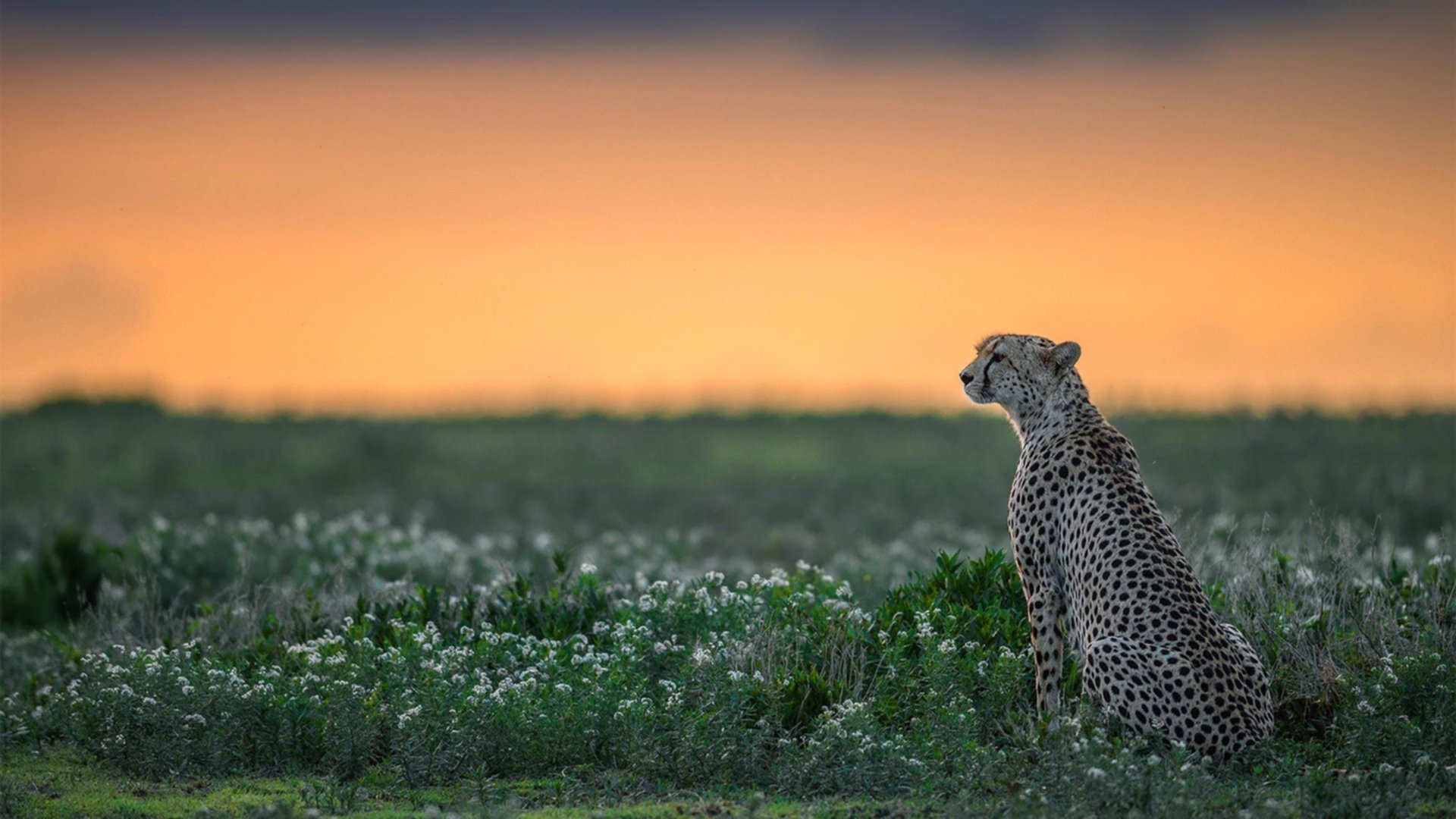 血性长城崩于前,狼王长啸破苍穹—爱德华兹奥运前哨战统治级表演,勇士硬仗击溃吉林