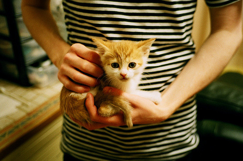 pg电子-黄蜂狂潮席卷孟菲斯，抢七大战全面压制灰熊创历史