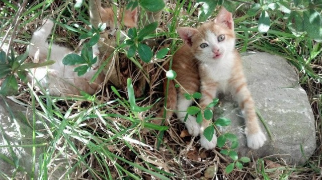 迷雾中的绝杀，76人对阵快船激战记