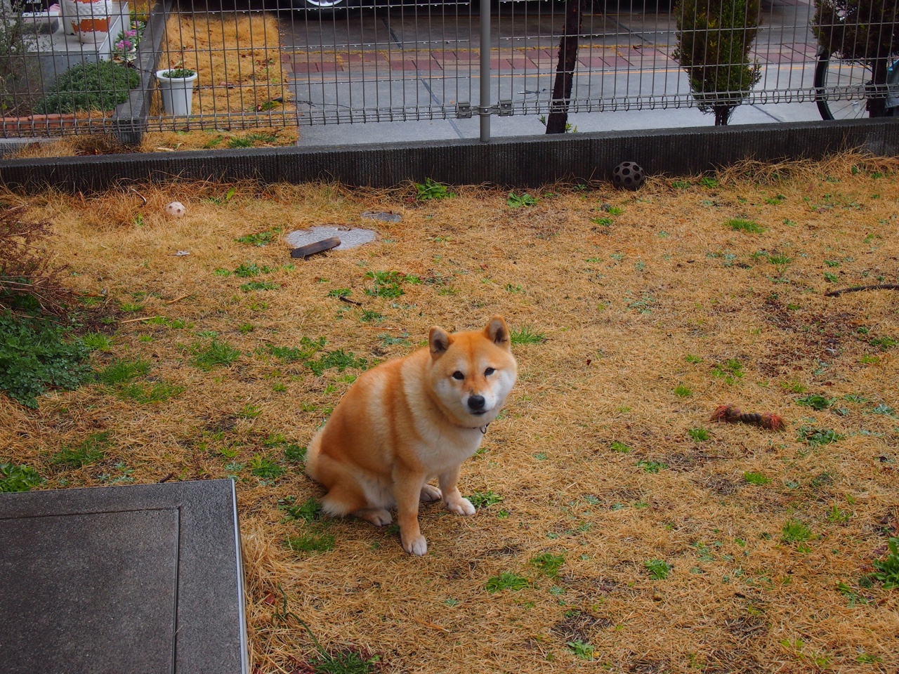 约基奇关键先生显神威，北京队一波流带走公牛